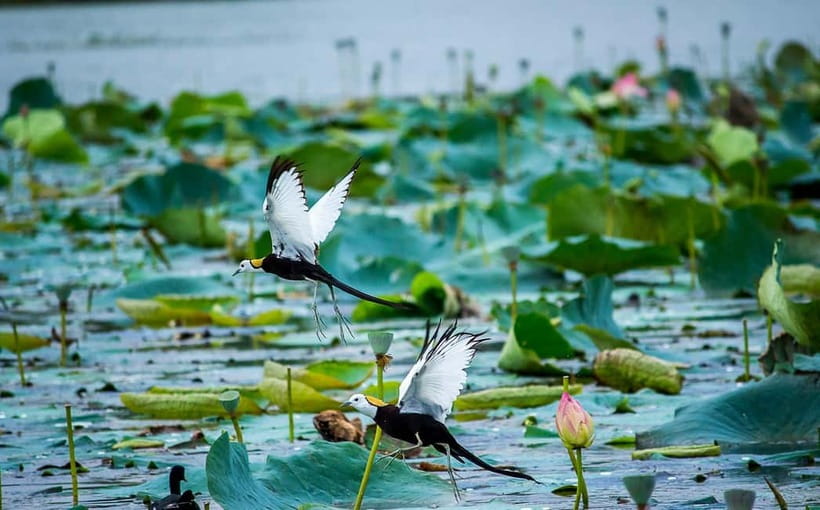 Discover Birding heaven at Sultanpur in a day from Delhi - Winter brings the biggest bird show