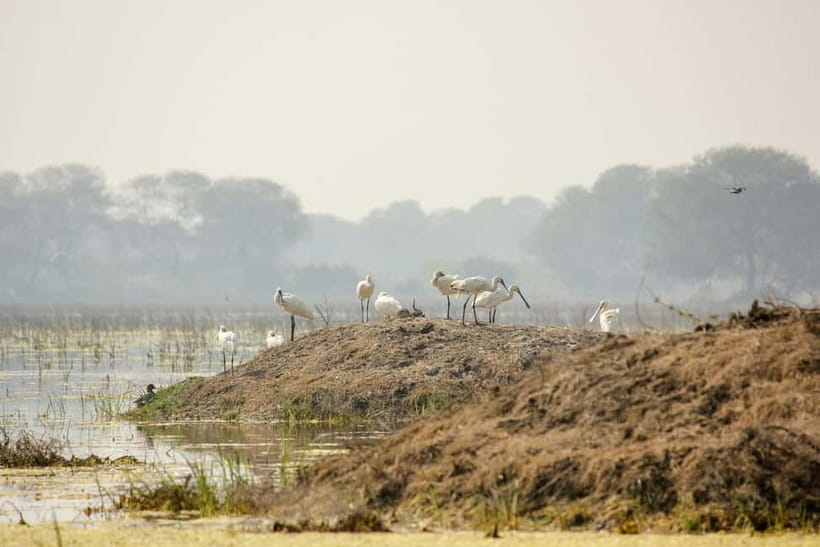 Discover Birding heaven at Sultanpur in a day from Delhi - Lunch beside the park and the return to Delhi
