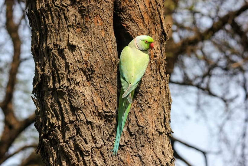 Discover Birding heaven at Sultanpur in a day from Delhi - Is $62 good value?
