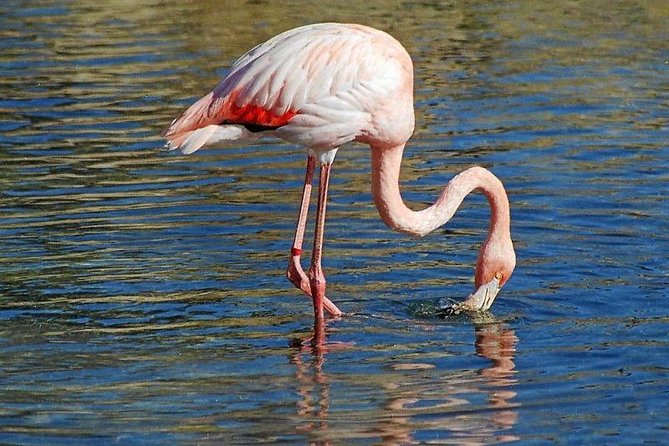 Djerba Flamingo Island Pirate Boatrip - Trip, Lunch & Pick-up - Returning to Houmt Souk after the show