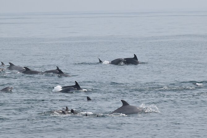 Dolphin and Bird Watching Ecotour Cruise - A Cape May cruise built around wildlife