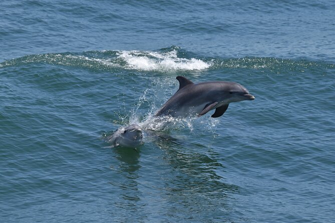 Dolphin and Bird Watching Ecotour Cruise - What the roughly two-hour schedule feels like