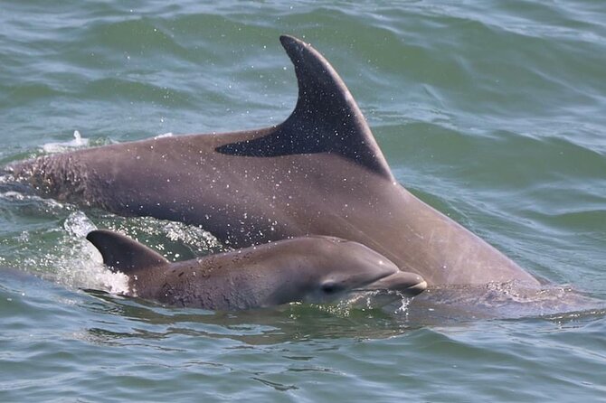 Dolphin and Bird Watching Ecotour Cruise - Is $40 a fair price?