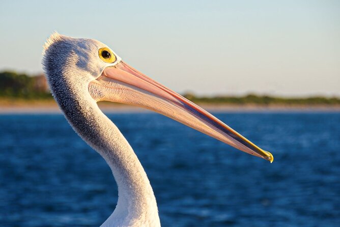 Dolphin, Sea Lion and Penguin Island Cruise - Is $43.03 good value?