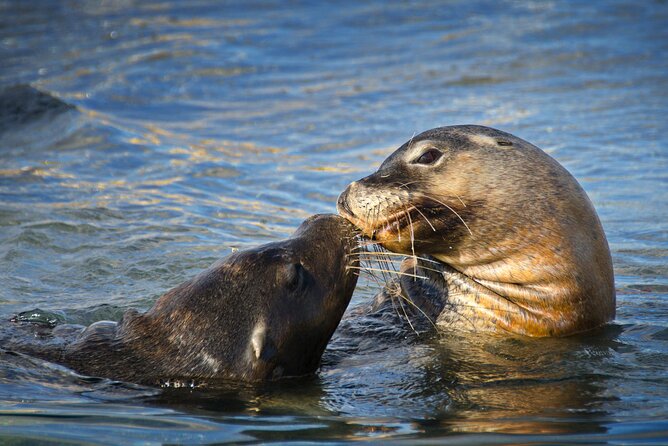 Dolphin, Sea Lion and Penguin Island Cruise - Practical details that make the day easier