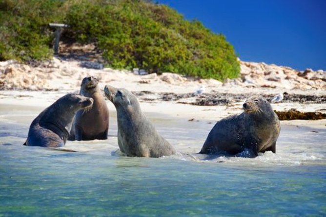 Dolphin, Sea Lion and Penguin Island Cruise - Penguin Island is the complicated part