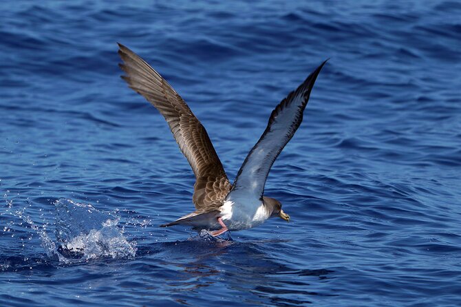 Dolphin - Whale - Turtle - Bird Watching - The return along Funchal Bay and Câmara de Lobos