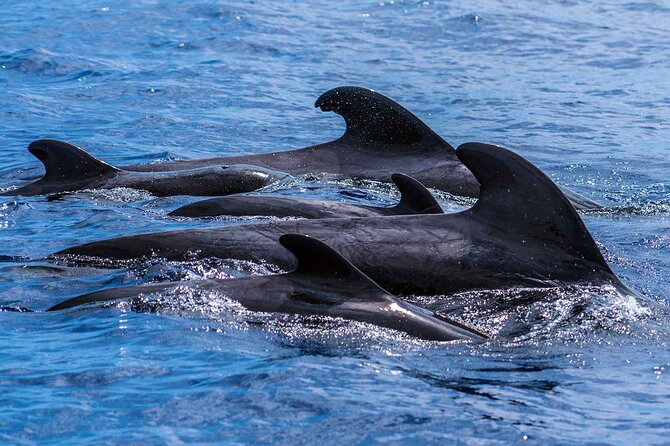Dolphin - Whale - Turtle - Bird Watching - How the small boat affects comfort and views