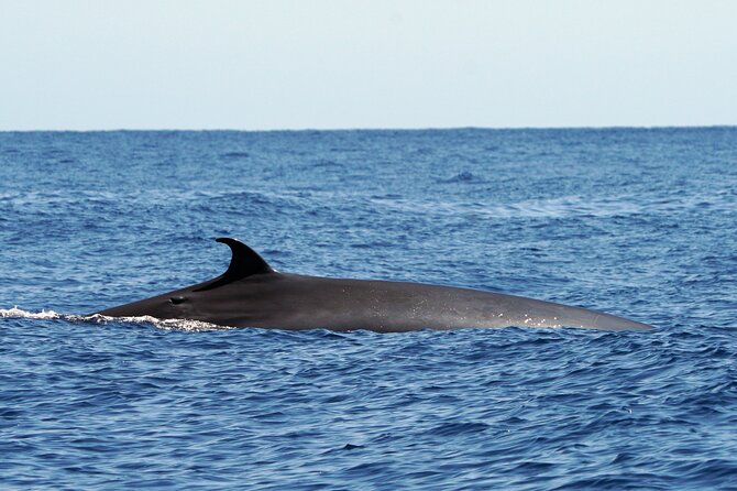 Dolphin - Whale - Turtle - Bird Watching - Is $60.49 a fair price?
