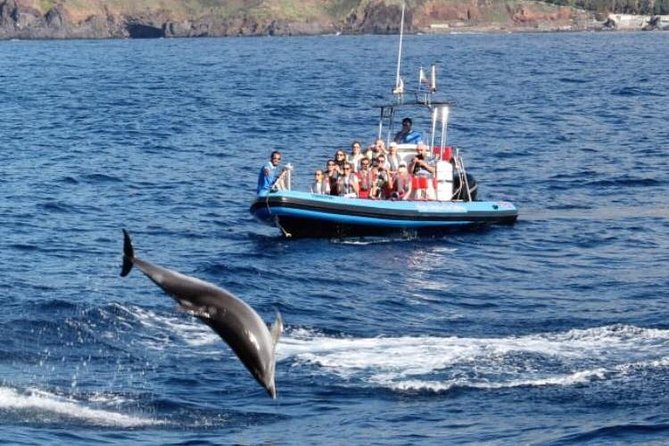 Dolphin - Whale - Turtle - Bird Watching - Best time to book and what to bring