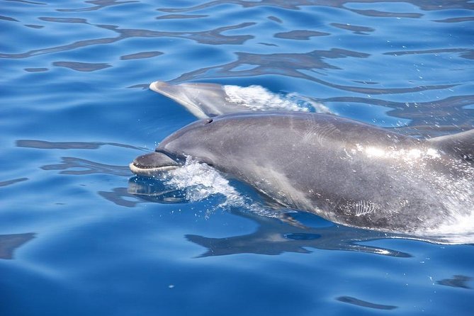 Dolphin - Whale - Turtle - Bird Watching - Who should choose this RIB safari?