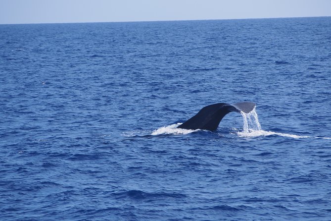 Dolphin - Whale - Turtle - Bird Watching - Searching for dolphins and whales offshore