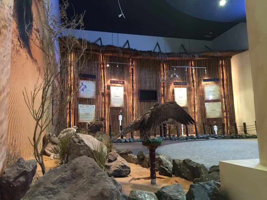 Dubai Falconry Safari - Guides, photography, and the human side
