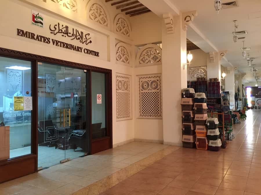 Dubai Falconry Safari - Arabic coffee beneath the ghaf tree