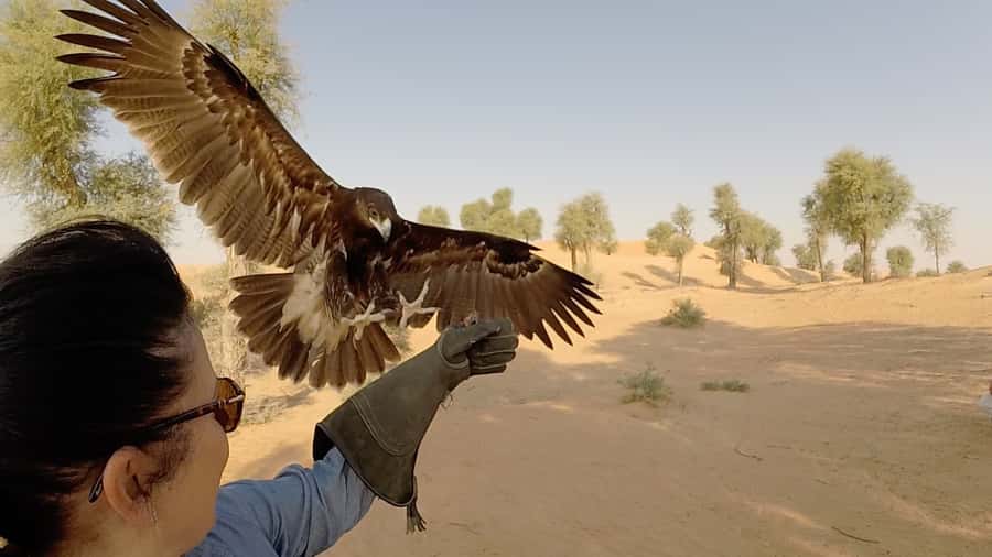 Dubai: Private Falconry Safari - A private morning in the Dubai desert