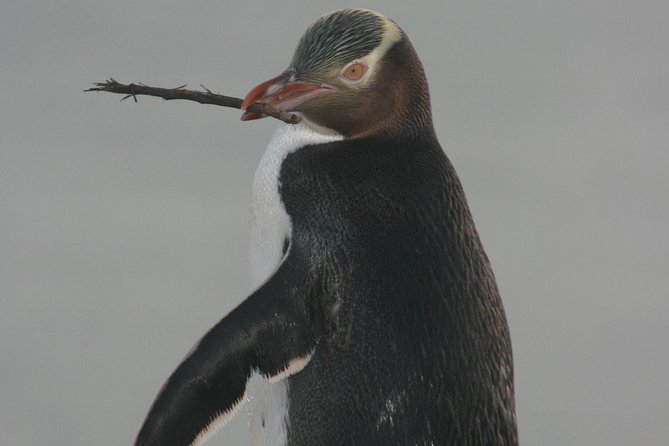 Dunedin City Highlights, Otago Peninsula Scenery & a Guided Penguin Reserve Tour - The Botanic Garden slows the pace