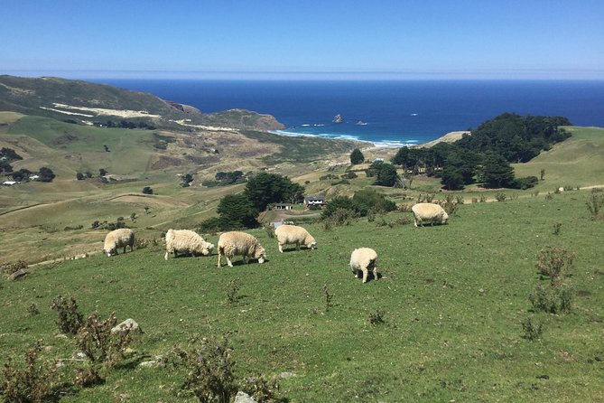 Dunedin City Highlights, Otago Peninsula Scenery & a Guided Penguin Reserve Tour - The Otago Peninsula is the main scenic journey