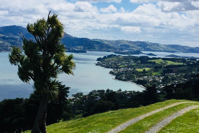 Dunedin City Highlights, Otago Peninsula Scenery & a Guided Penguin Reserve Tour - The OPERA reserve is about conservation, not guaranteed sightings