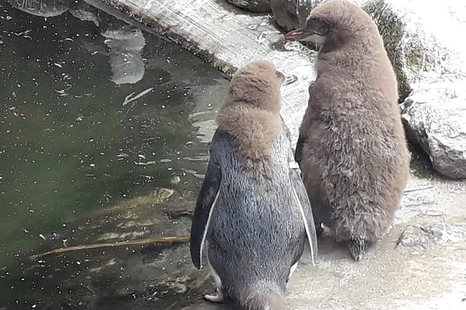 Dunedin City Highlights, Otago Peninsula Scenery & a Guided Penguin Reserve Tour - Guides add the human side of the day