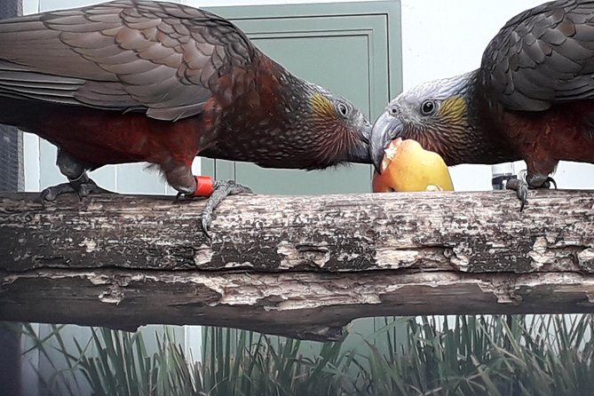 Dunedin City Highlights, Otago Peninsula Scenery & a Guided Penguin Reserve Tour - Baldwin Street gives you a quick Dunedin introduction