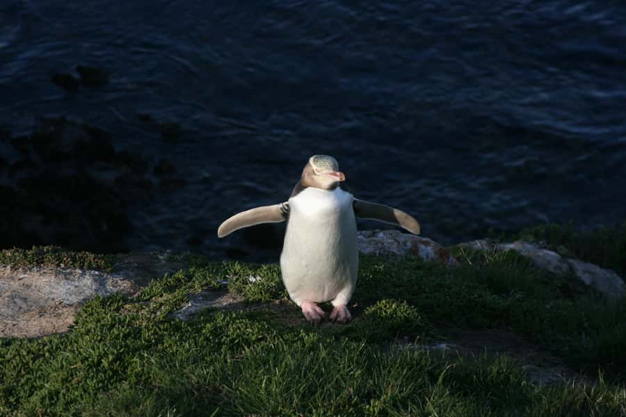 Dunedin: Otago Peninsula with Guided Penguin Reserve Tour - Why this tour works well from a cruise ship