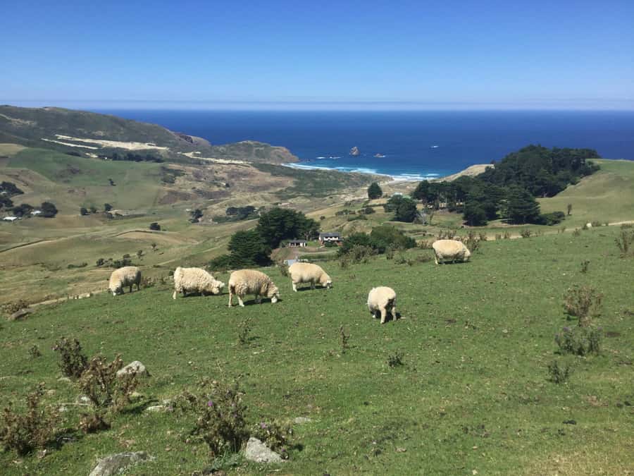 Dunedin: Otago Peninsula with Guided Penguin Reserve Tour - The Botanical Gardens and Dunedin’s local character