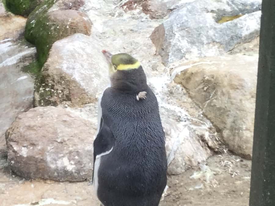 Dunedin: Otago Peninsula with Guided Penguin Reserve Tour - Dunedin Railway Station, stonework, and a short city lesson