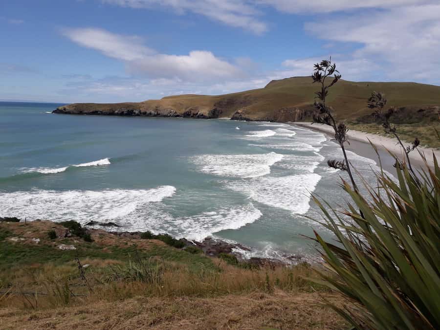 Dunedin: Otago Peninsula with Guided Penguin Reserve Tour - Highcliff Road and the Otago Peninsula