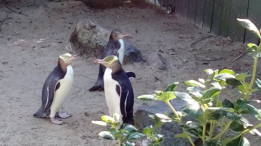 Dunedin: Otago Peninsula with Guided Penguin Reserve Tour - Food, weather, and what to pack