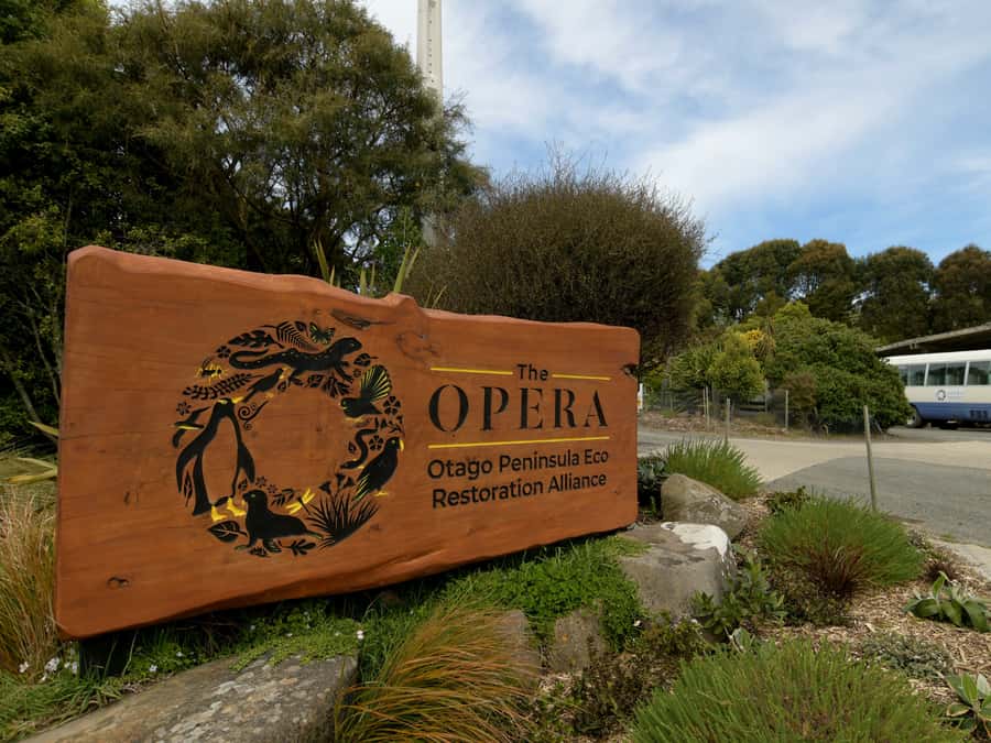 Dunedin: Wildlife and Penguin Tour - Why this Otago Peninsula tour is about more than penguins