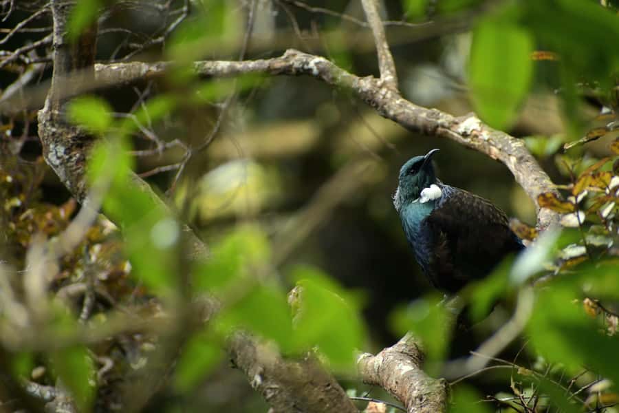 Dunedin: Wildlife and Penguin Tour - The rehabilitation centre and its careful limits