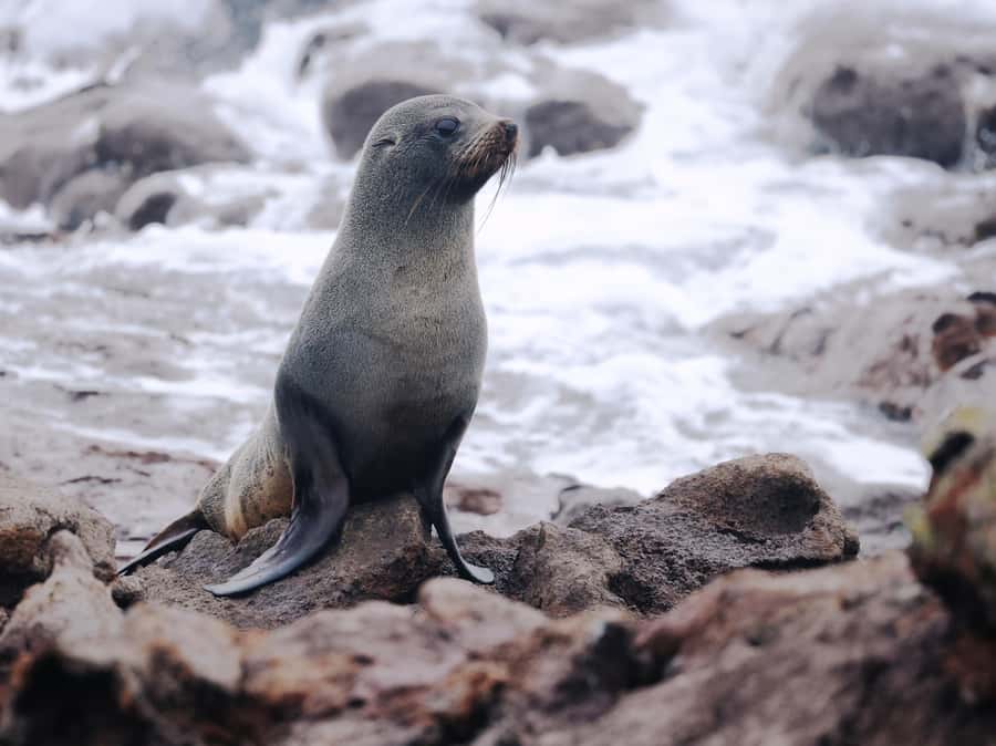 Dunedin: Wildlife and Penguin Tour - The conservation message is the real value