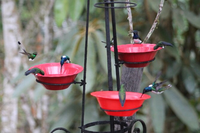 Easy Birdwatching in Cali Colombia (4 Hours) - From Cali to the western Andes in about an hour