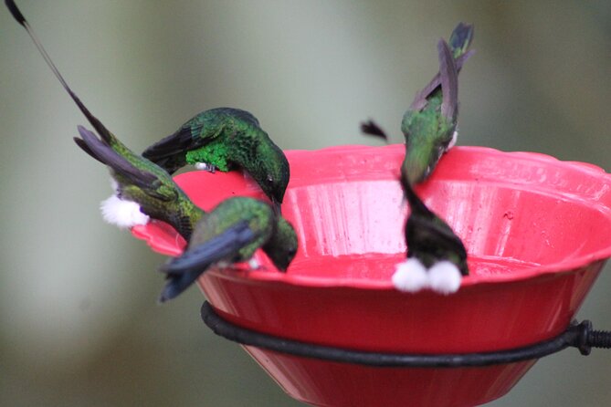 Easy Birdwatching in Cali Colombia (4 Hours) - Ninety minutes with free-flying hummingbirds