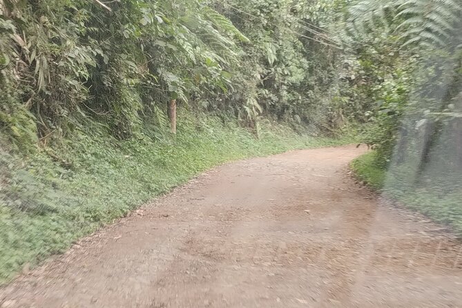 Easy Birdwatching in Cali Colombia (4 Hours) - What the $94.99 price really covers