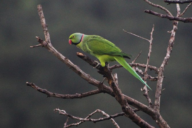 Ebony Forest Reserve Chamarel: Endemic Birdwatching Guided Tour - The 9:00 am Start at Chamarel