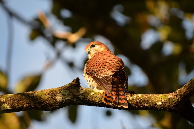 Ebony Forest Reserve Chamarel: Endemic Birdwatching Guided Tour - Start With the Museum and Release Aviaries