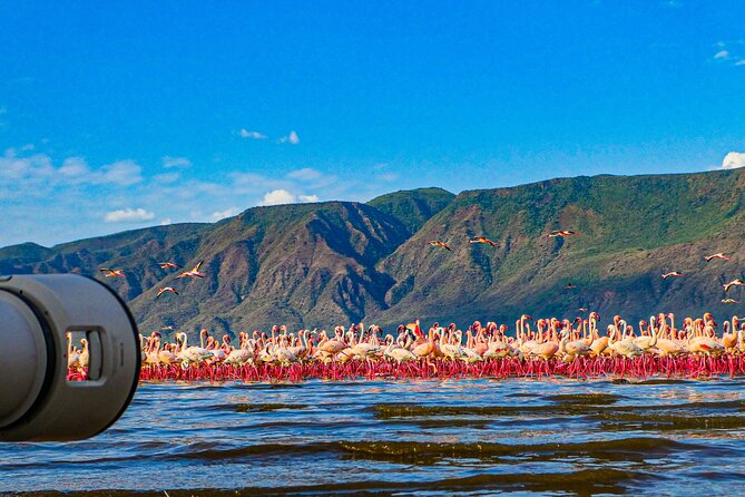 Escape to Lake Bogoria, Flamingo's new home for an overnight safari - Key points to know before booking