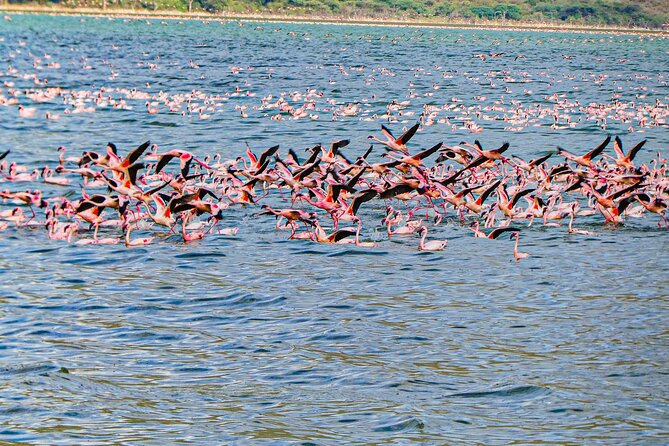 Escape to Lake Bogoria, Flamingo's new home for an overnight safari - Morning departure for Lake Bogoria