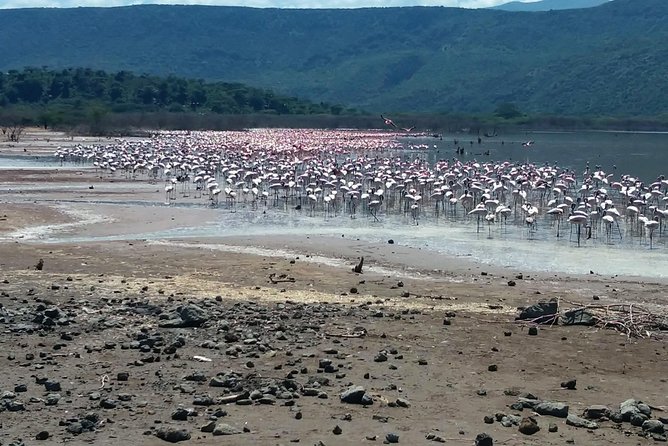 Escape to Lake Bogoria, Flamingo's new home for an overnight safari - Lake Nakuru on the return to Nairobi
