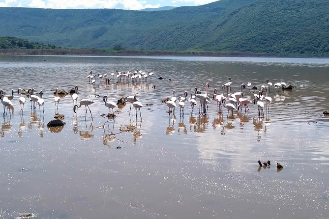 Escape to Lake Bogoria, Flamingo's new home for an overnight safari - What the $545 price really covers