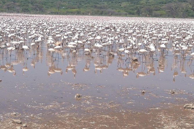 Escape to Lake Bogoria, Flamingo's new home for an overnight safari - Who should book this safari?