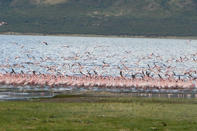 Escape to Lake Bogoria, Flamingo's new home for an overnight safari - From Nairobi to the Rift Valley viewpoint