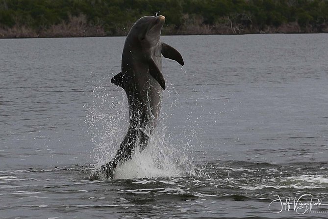 Everglades Birding, Dolphin and Wildlife Boat Tour (2 hours) - What You See Leaving Chokoloskee