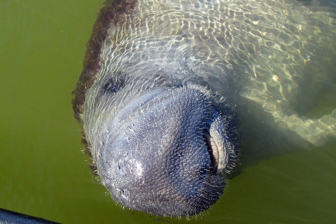 Everglades Birding, Dolphin and Wildlife Boat Tour (2 hours) - Practical Details Before You Go