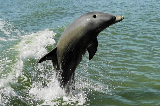 Everglades Birding, Dolphin and Wildlife Boat Tour (2 hours) - Who Will Enjoy This Boat Tour Most