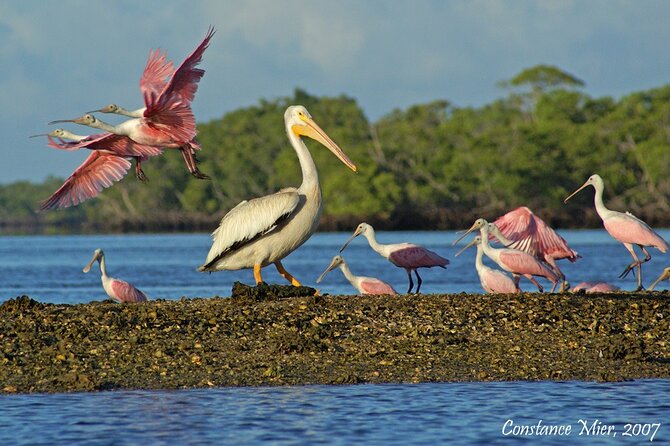 Everglades Birding, Dolphin and Wildlife Boat Tour (2 hours) - Should You Book the Everglades Birding and Dolphin Tour?