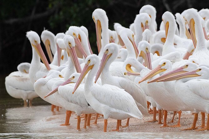 Everglades Birding, Dolphin and Wildlife Boat Tour (2 hours) - Dolphins, Manatees, and Wildlife on Its Own Schedule