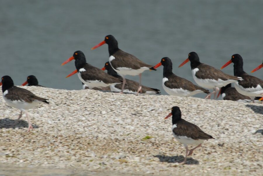 Everglades: Birding, Wildlife, and Photography Expedition - A small boat into the Everglades’ 10,000 islands