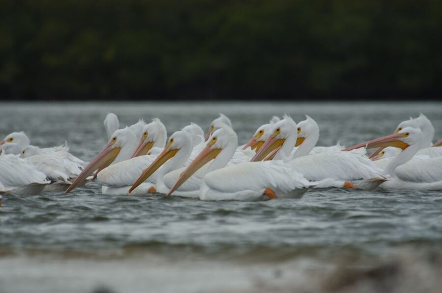 Everglades: Birding, Wildlife, and Photography Expedition - Why the six-person boat matters for photographers